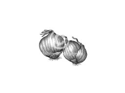 shallots art 2